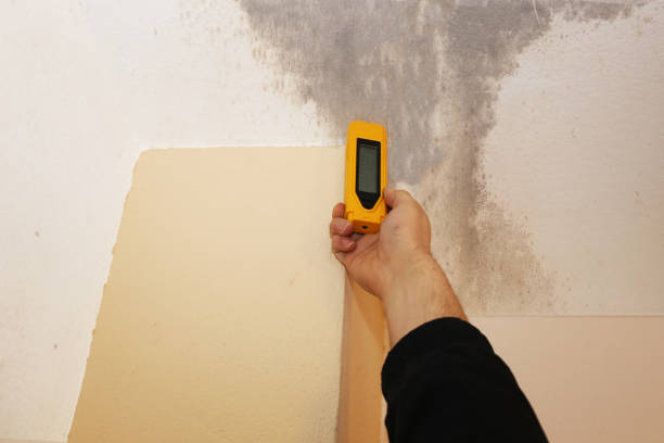 Best Mold Prevention Services  in Alachua, FL