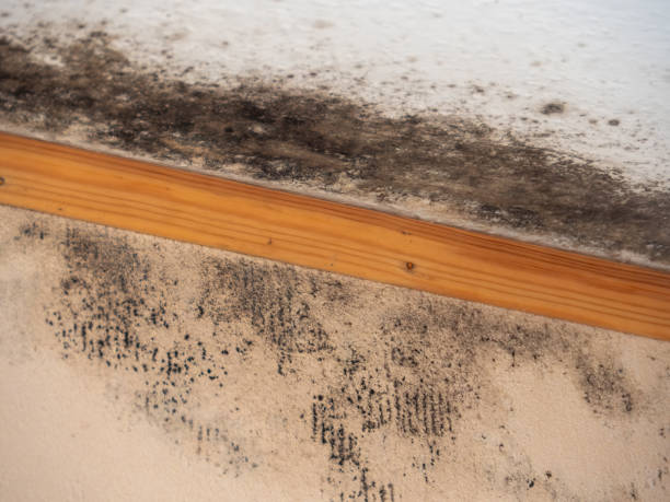 Best Emergency Mold Remediation  in Alachua, FL